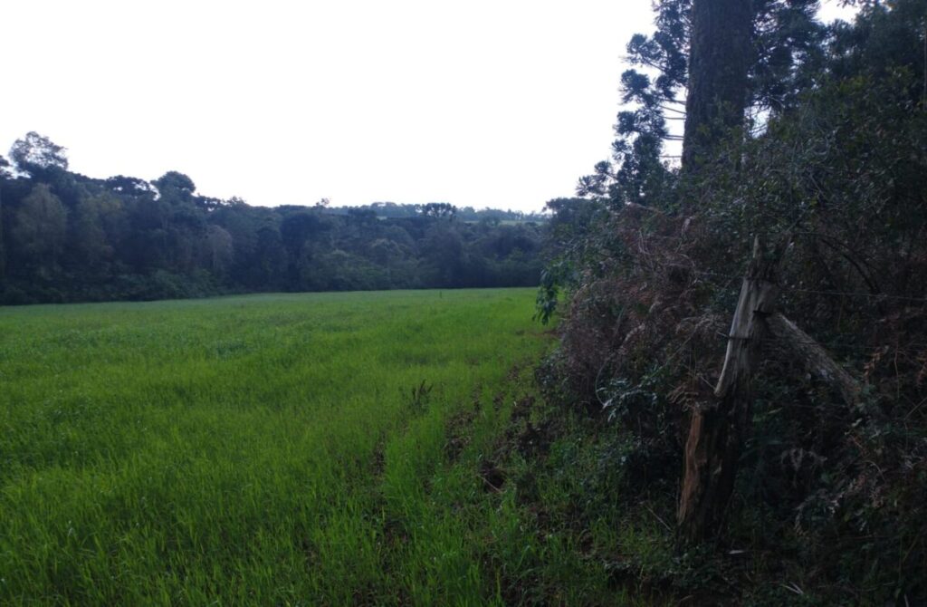 Polícia ambiental recebe denúncia e realiza flagrante de desmatamento em São Mateus do Sul