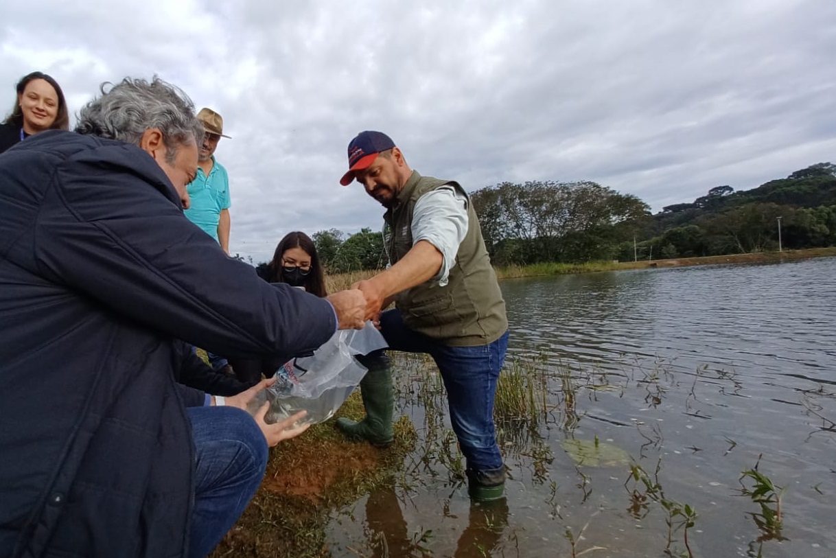 Meio milhão de peixes nativos foram soltos em rios do Paraná para garantir a preservação da fauna e da flora