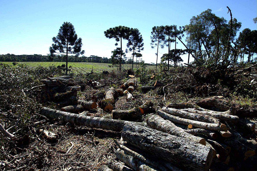 Estado já aplicou 930 autos de infração ambiental neste ano