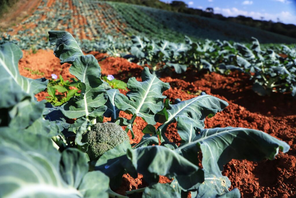 Comitê do Governo acompanha introdução progressiva de orgânicos na alimentação escolar