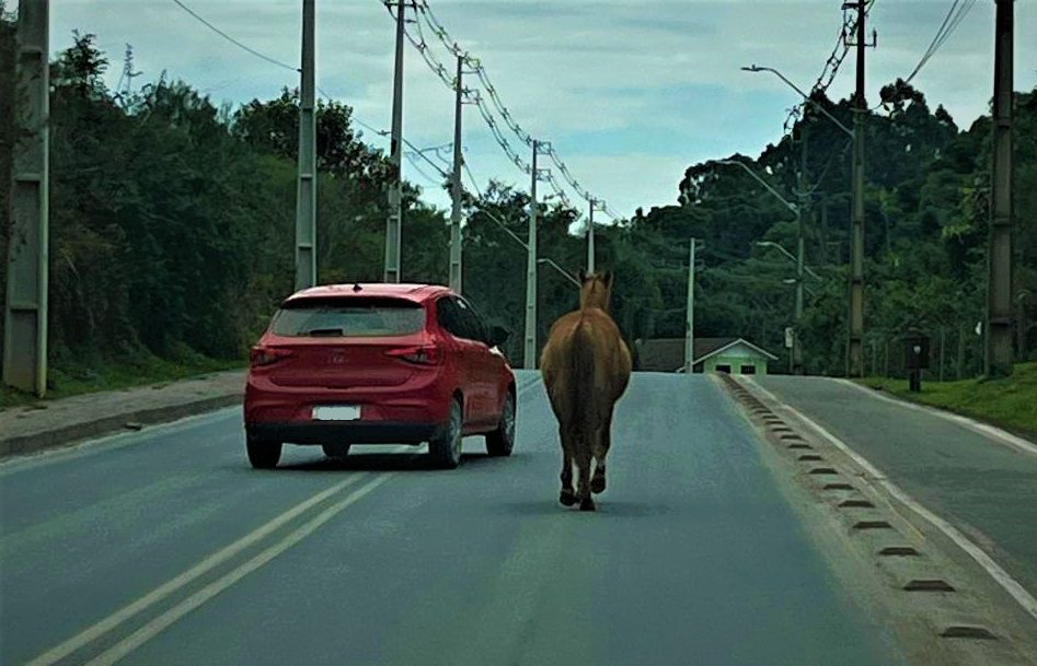 Perigo: cavalo solto na Avenida das Araucárias causam transtornos e riscos em São João do Triunfo