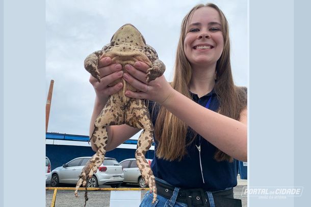 Sapo gigante é “adotado” por estudante de medicina veterinária