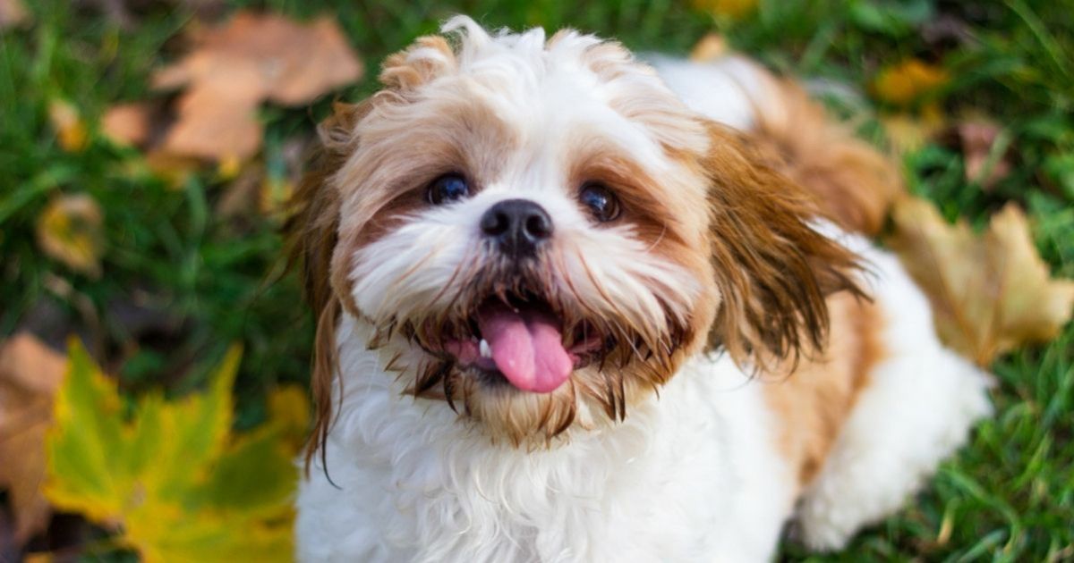 Falsos servidores de prefeitura prometem castração, mas furtam cães de raça no PR