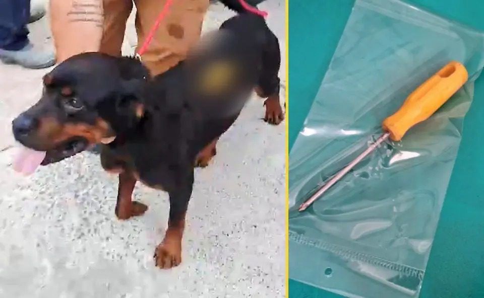 Mulher crava chave de fenda em cachorro que sentia fome e acaba presa