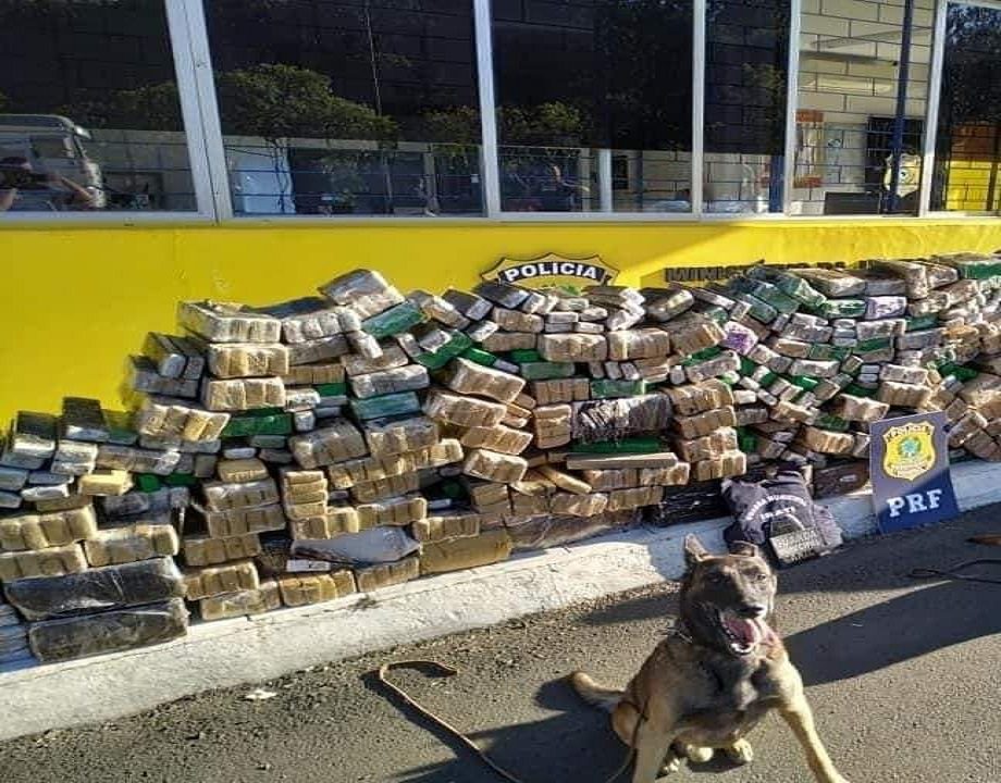 Cão Thor da guarda municipal de Irati faleceu, ele fez parte da operação conjunta com a PRF na apreensão de drogras