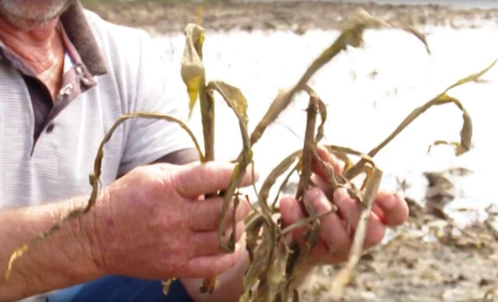 Agricultura: plantações em São Mateus do Sul ficam embaixo d’água