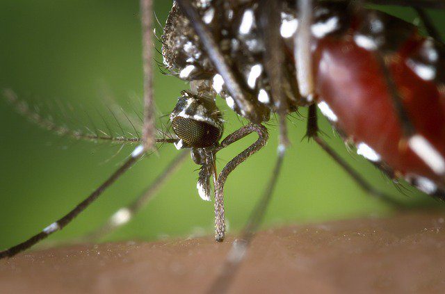 Paraná tem mais duas mortes por dengue