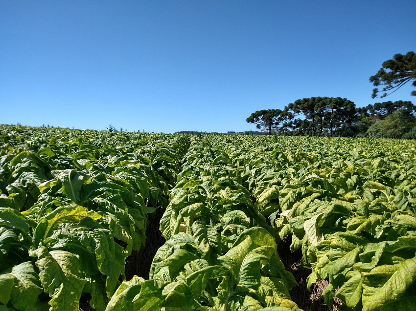 São João do Triunfo se destaca como principal produtor de tabaco do Paraná