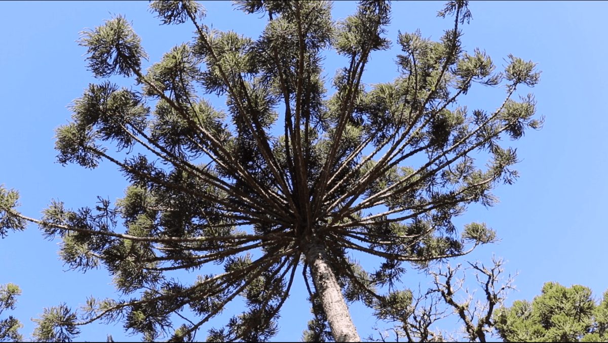 Manejo de Araucárias no Paraná