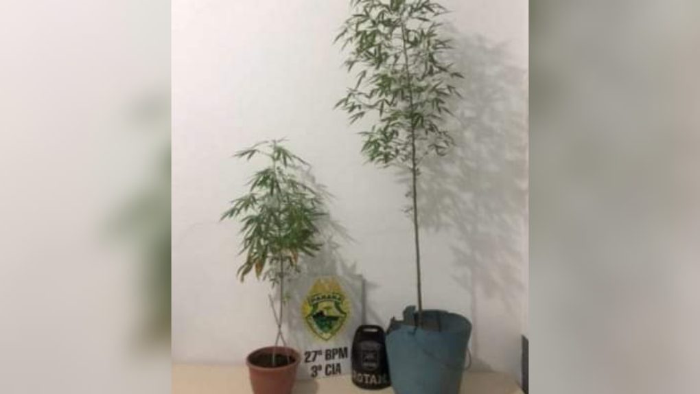 Mulher é flagrada com plantas de maconha em casa, na Vila Americana