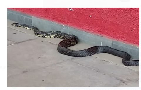 Réptil de 2 metros é capturada em veículo na cidade de Porto União