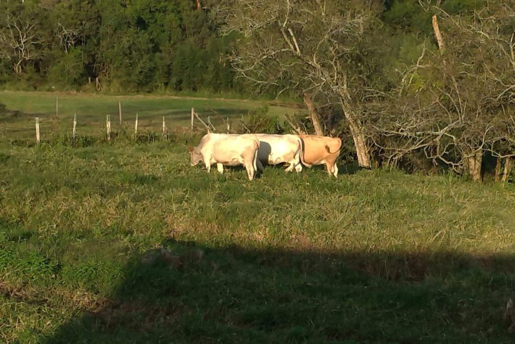 IDR-Paraná repassa animais da raça Purunã a colégio agrícola de Palmeira