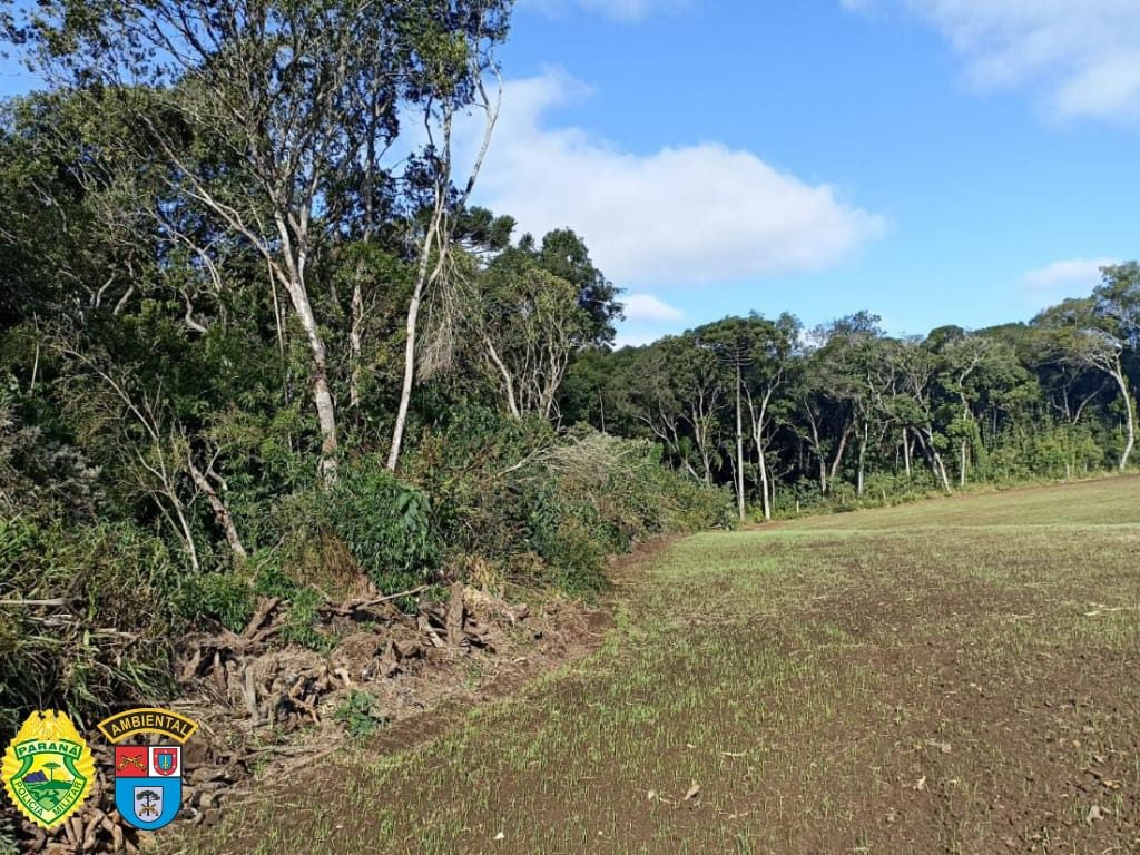 Após denúncia, Polícia Ambiental constata danos em floresta nativa na Lapa e multa proprietários