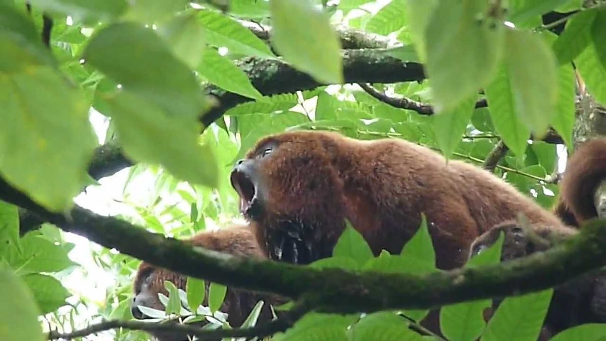 Febre amarela: nove mortes de macacos são registradas na região. Três em Antonio Olinto e seis em Mallet