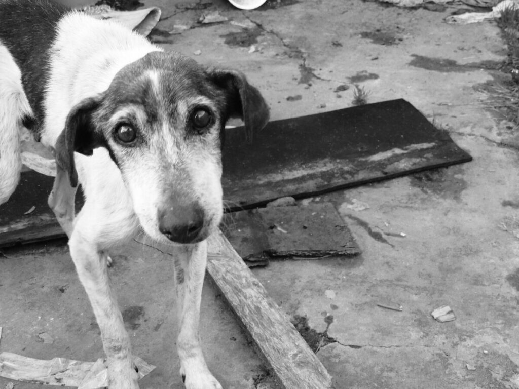 Polícia encontra cachorros sem água e comida em Rebouças, por denúncia