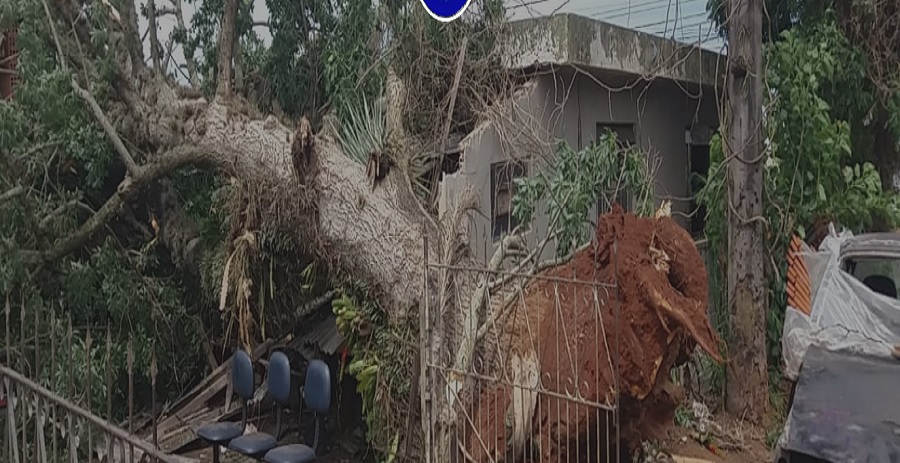 Árvore cai sobre casa onde haviam crianças dentro, no PR