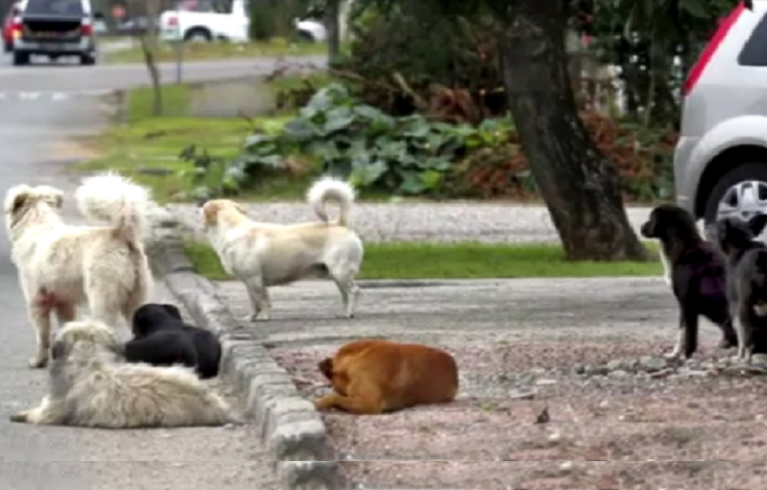 Proprietários de São Mateus do Sul terão de registrar e colocar microchip em seus animais