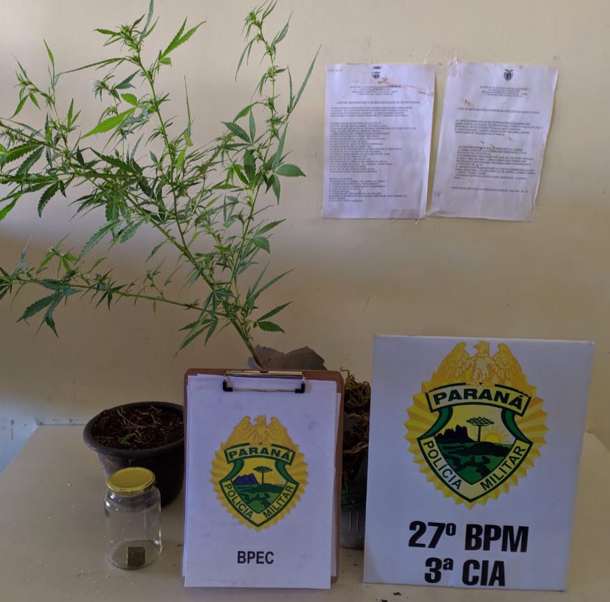 Pé de maconha é encontrado em residência de Antonio Olinto