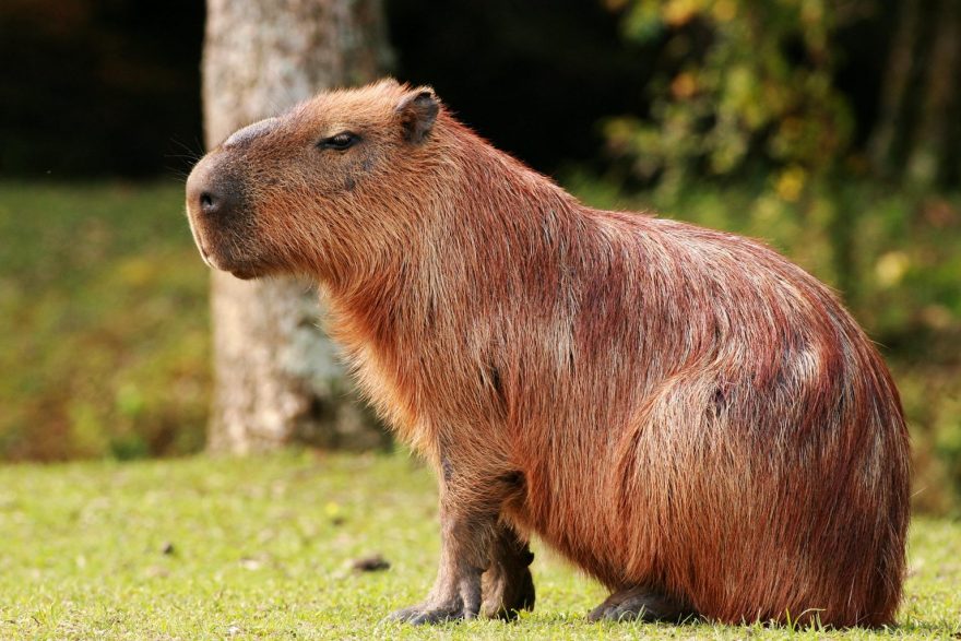 Carro capota pelo menos quatro vezes ao bater contra capivara que atravessou rodovia em frente ao Parque Barigui