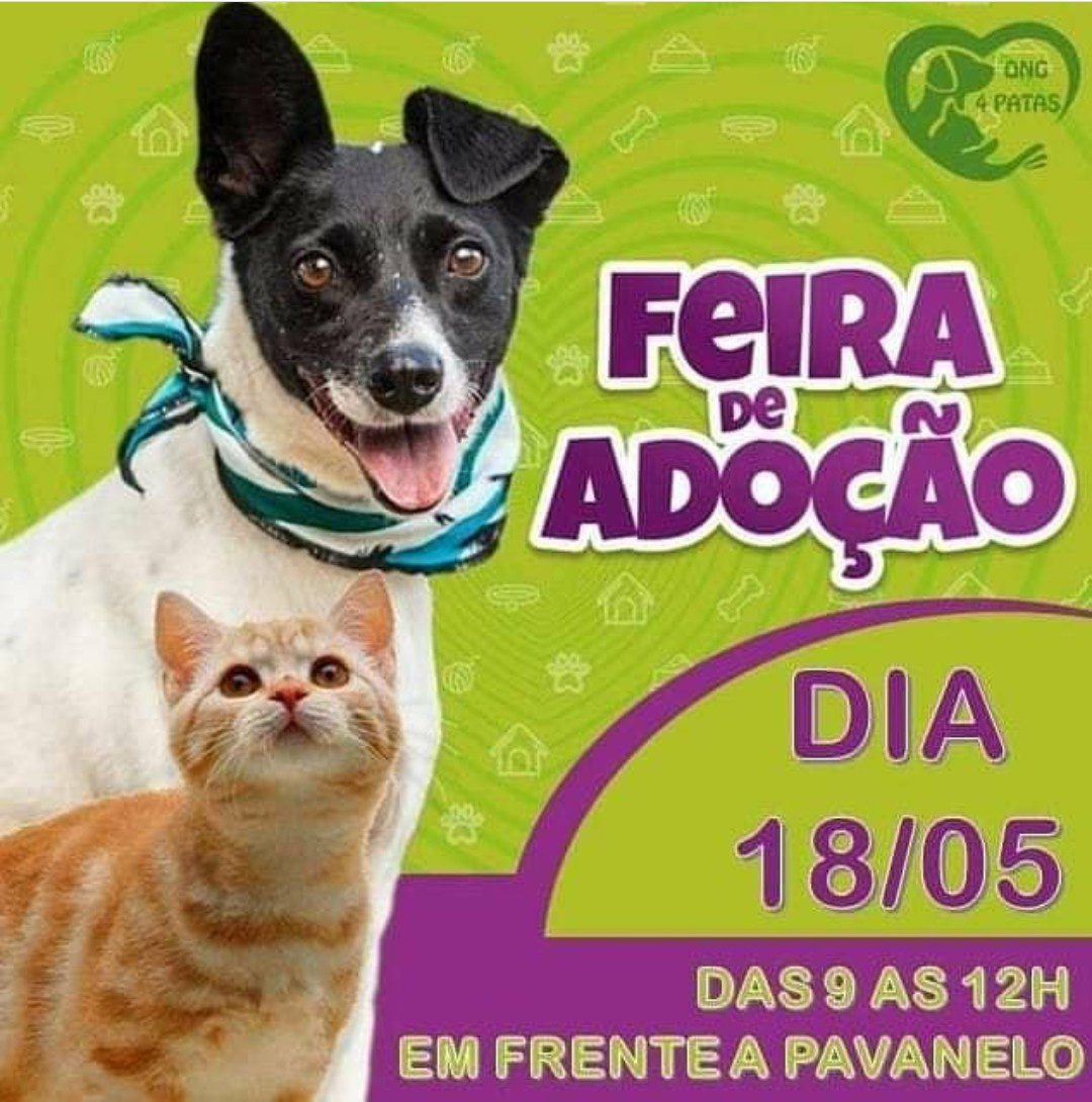 O trabalho social e ambiental promovido pela ONG 4 Patas. Conheça esse lindo projeto desenvolvido em São Mateus do Sul