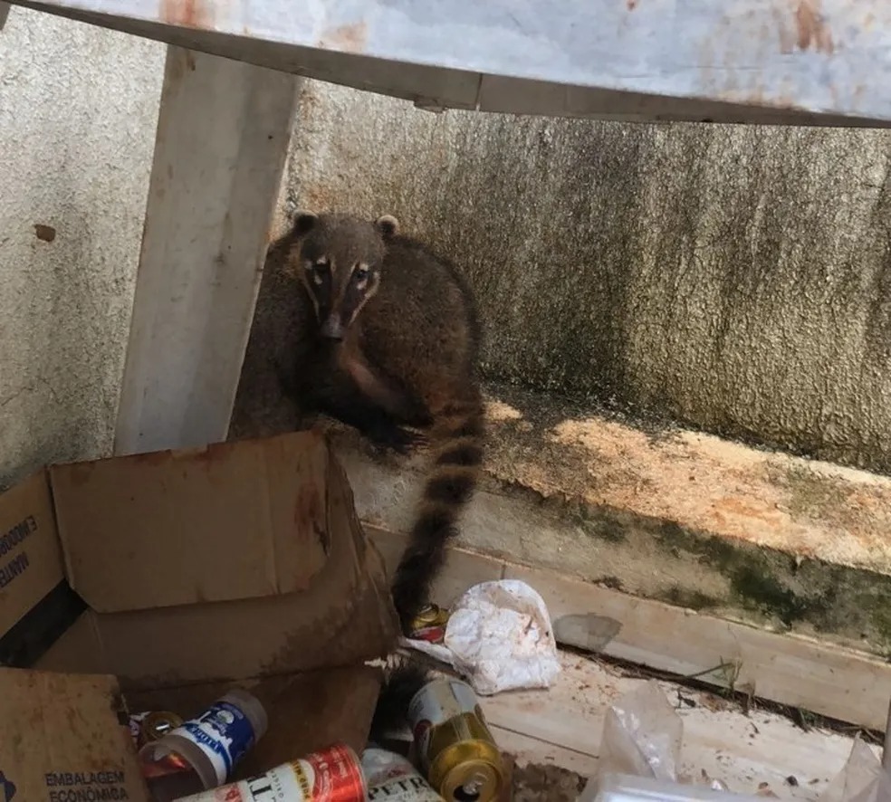 Mulher e idoso ficam feridos após ataque de quati no interior do Paraná