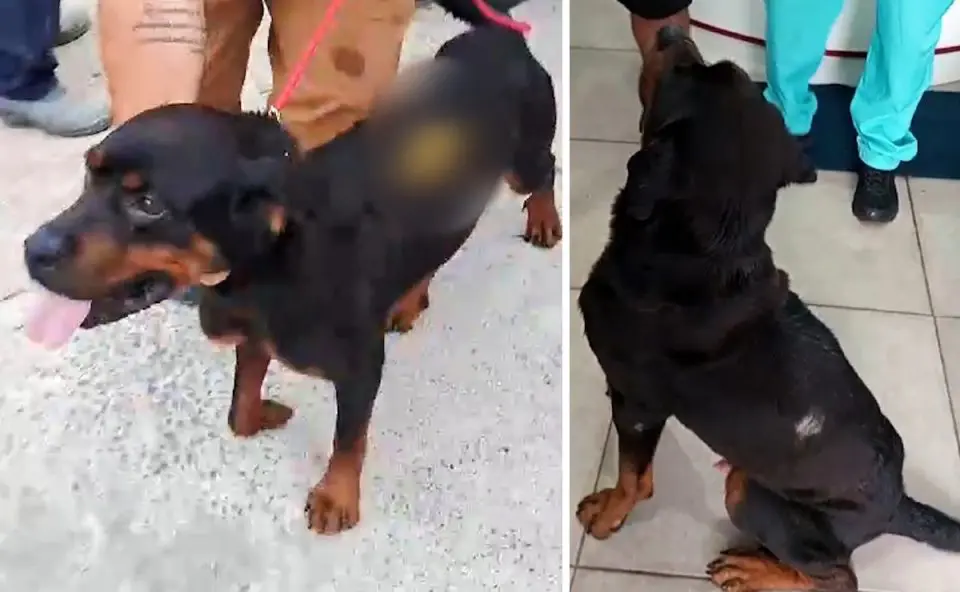 Polícia descobre que mulher mentiu para defender marido em caso de rottweiler ferido por chave de fenda