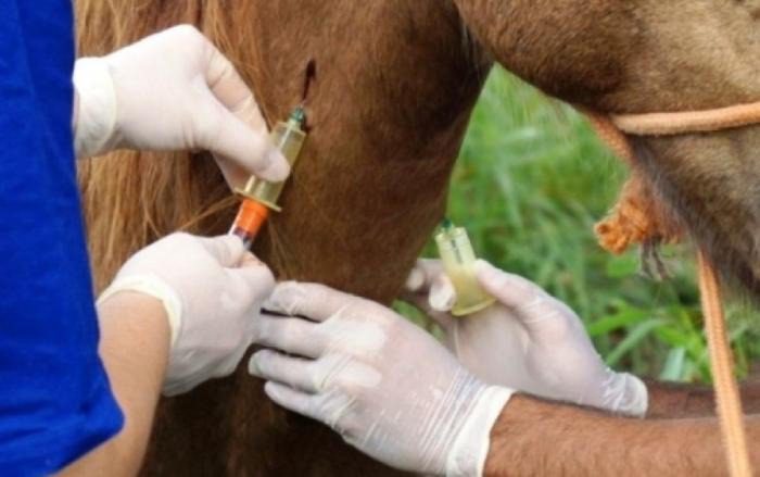 Atualização: diferente do resto do país, Paraná continua com obrigatoriedade do exame de mormo