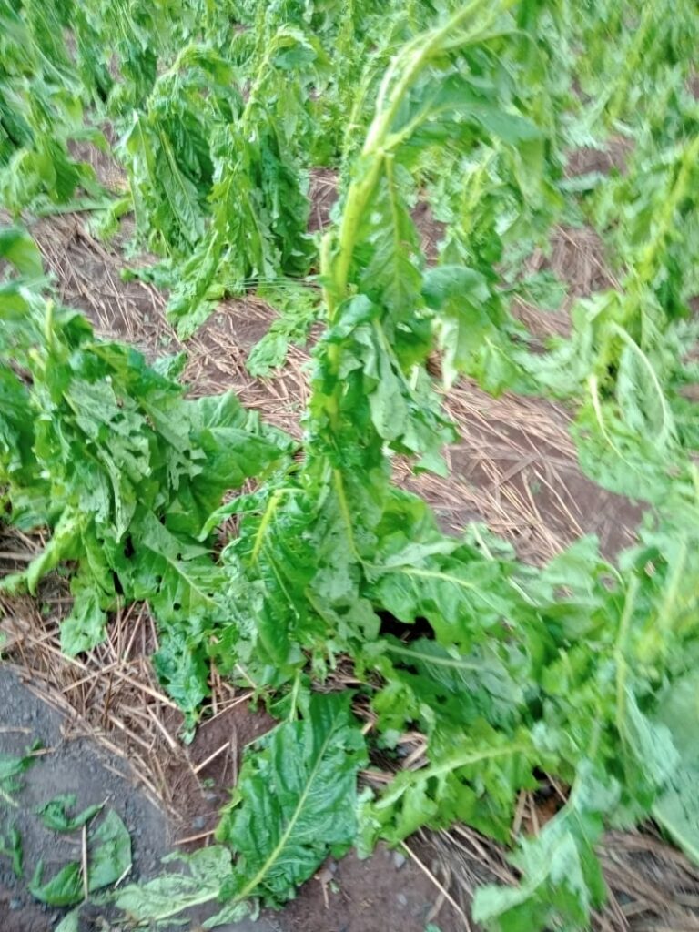 Chuva de granizo destrói lavouras de fumo em São Mateus do Sul e São João do Triunfo