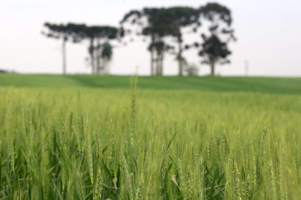 Líder nacional na produção de cevada, Paraná inicia plantio em 74 mil hectares