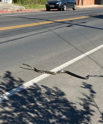 Mais uma cobra assusta moradores de Porto União