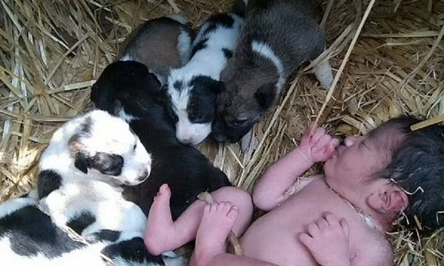 Recém-nascida abandonada sobrevive com ajuda de filhotes de cachorro