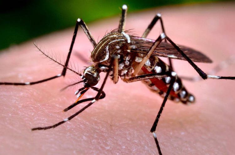 Apesar do inverno perto, Saúde pede cuidados com a dengue