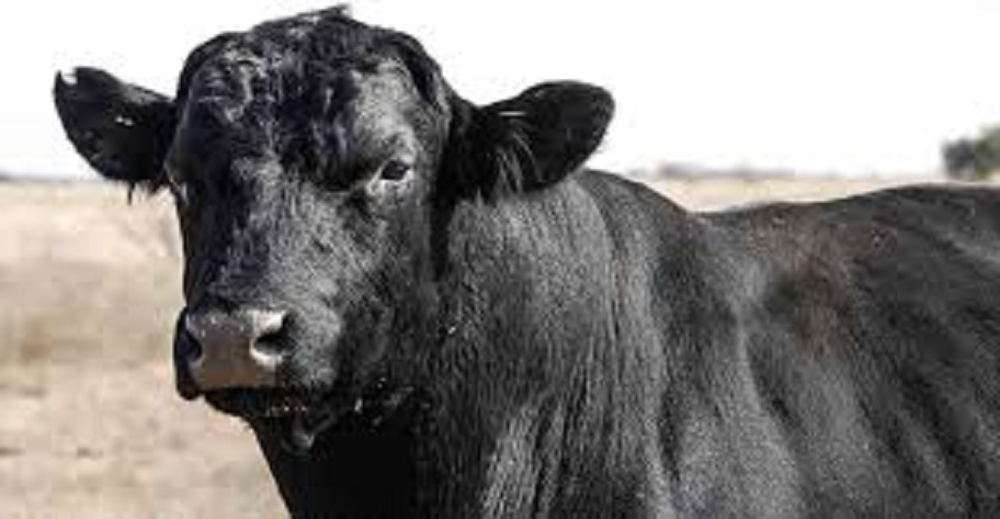Boi da raça Angus de 600 kg é furtado de uma propriedade no PR