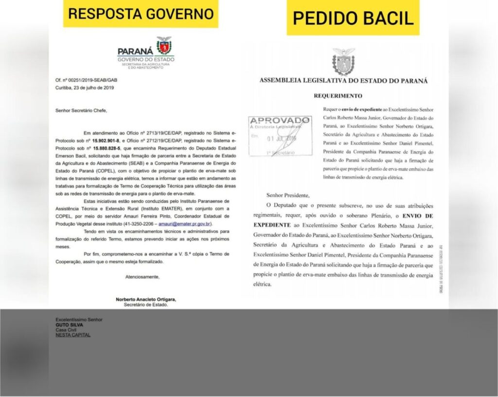 Após requerimento de Bacil, governo informa que plantio de erva-mate embaixo de linhas da Copel deve ser liberado nos próximos meses