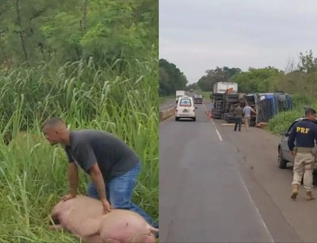 Caminhão com porcos tomba na BR-153 e motorista fica ferido no PR