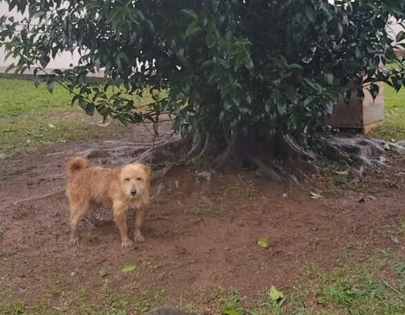 Amarrar cães – você é a favor ou contra essa prática?
