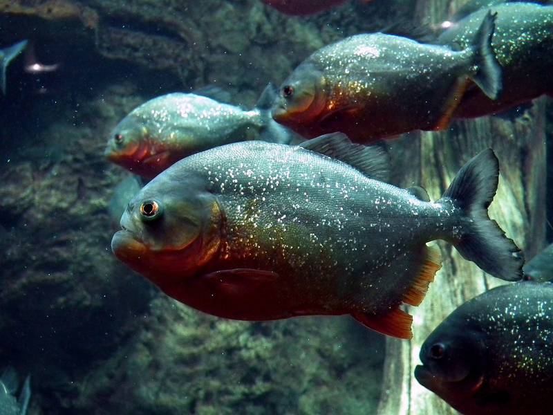 Banhistas morrem, após ataques de piranhas