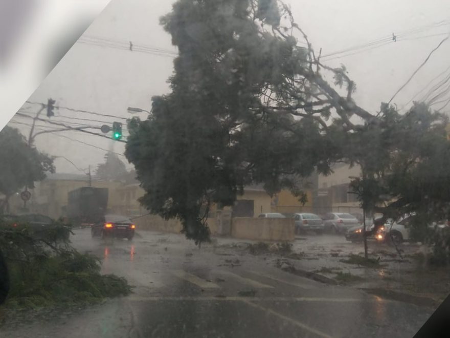 Temporal causa queda de árvores e destelhamentos de mais de dez casas em PG