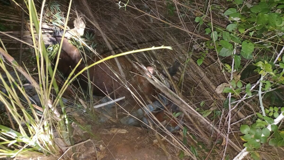 Em Canoinhas um cavalo é resgatado de ribanceira pelo Corpo de Bombeiros