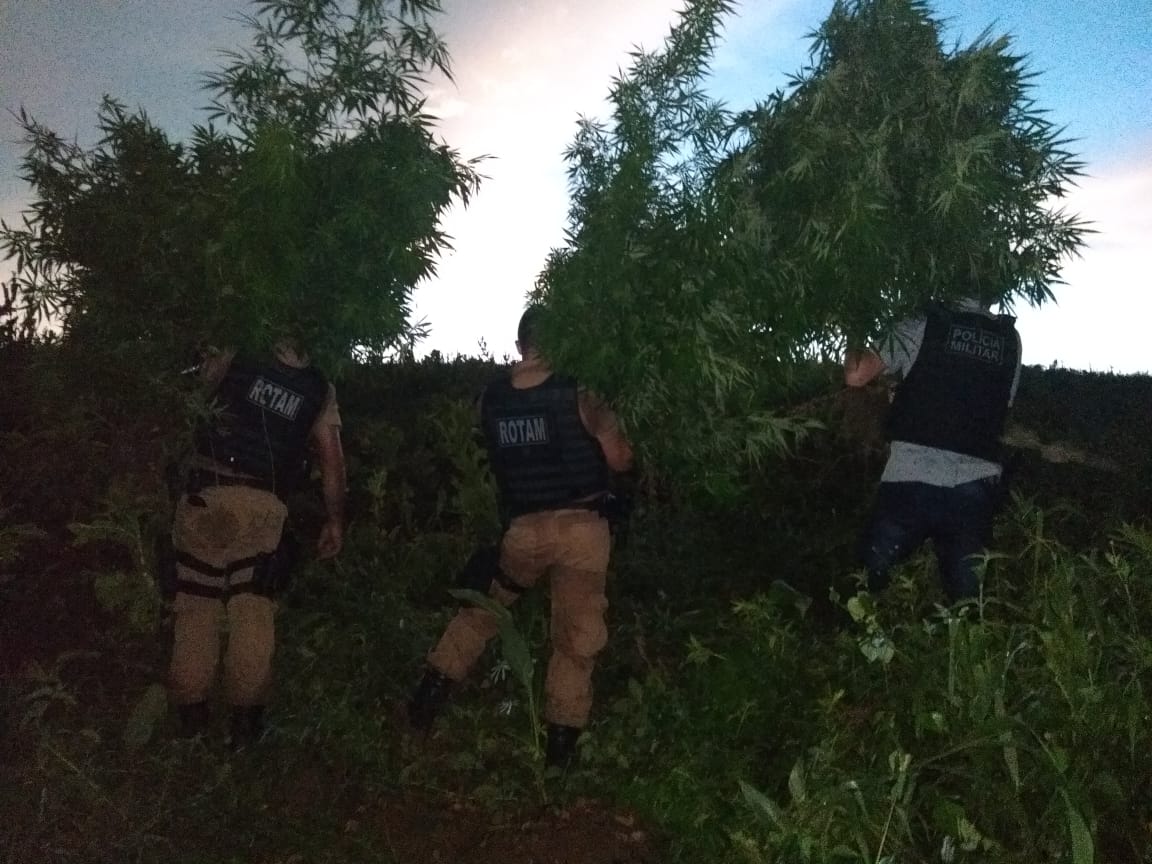 3 homens foram presos com mais de 100 pés de maconha em Irati