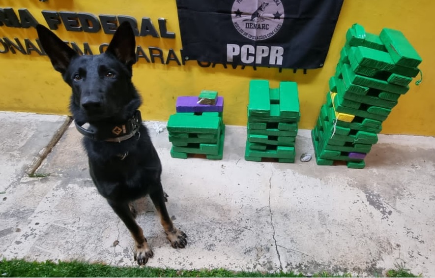 Polícia Civil apreendeu 60kg de maconha na BR-277 em um veiculo com placas de Imbituva – PR