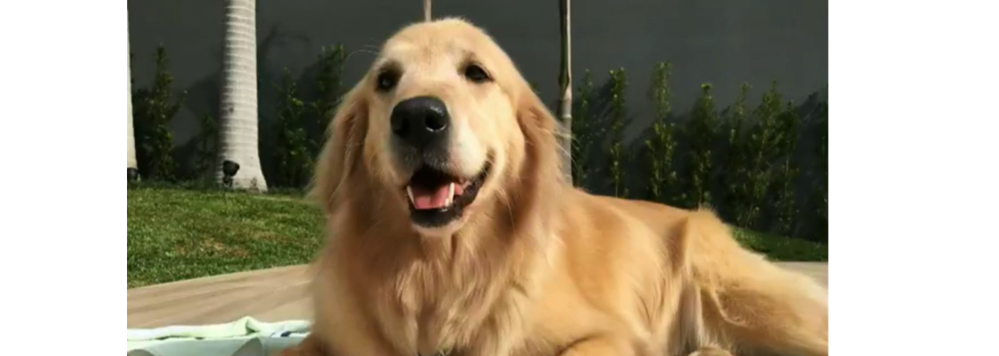 Cachorro encosta focinho em poste e morre eletrocutado em Ponta Grossa