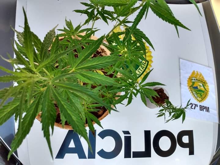 Duas plantas de maconha e uma adolescente são apreendidas em Cruz Machado