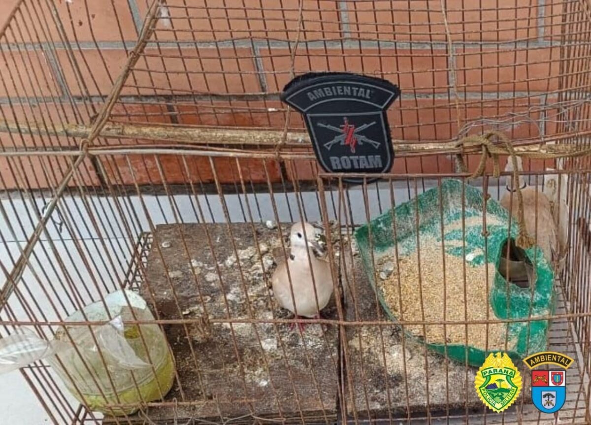 Ação da Polícia Ambiental termina em prisão e resgate de diversos animais em General Carneiro