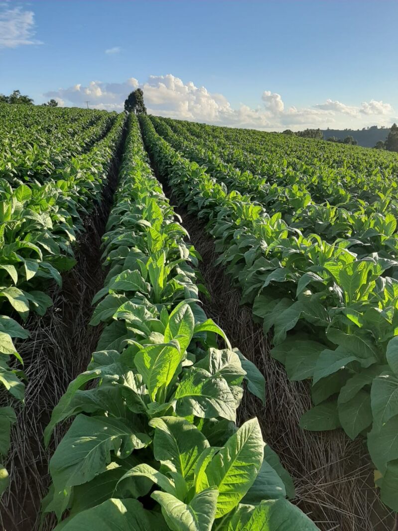 São João do Triunfo é o maior produtor de tabaco do país