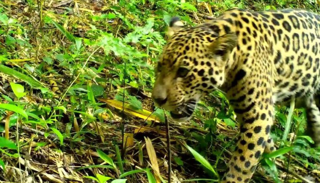 Cena rara: mãe e filhote de onça-pintada são vistos em área do Paraná