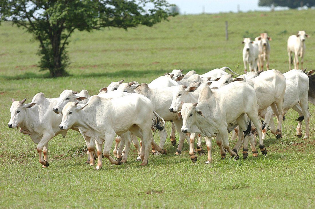 Produtor precisa atualizar o cadastro de todos os animais