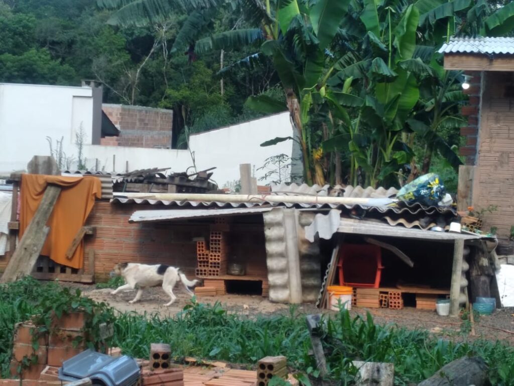 Vizinhos fazem denúncia de maus tratos a animais na Vila Americana