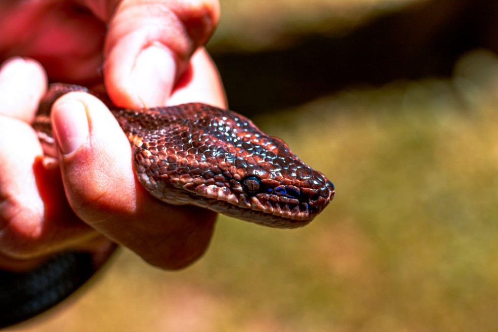 Jiboia 'arco-íris' encontrada em Vilhena (RO) — Foto: Prefeitura de Vilhena/Reprodução