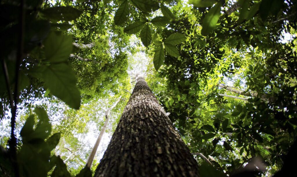 Dia Mundial do Meio Ambiente reforça conservação das florestas